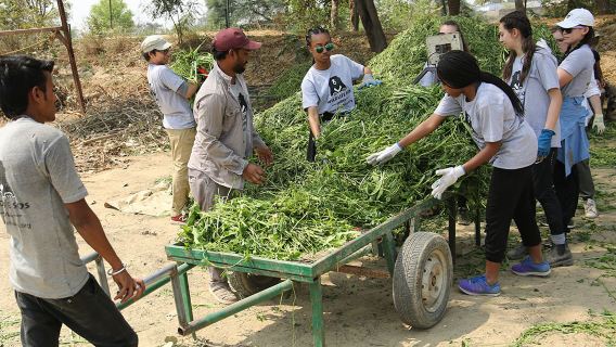 Amanecer en el Taj Mahal y experiencia de conservación de elefantes