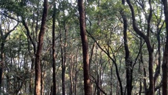 Shivapuri Nagarjun: halve dag wandelen naar Jamacho Gumba