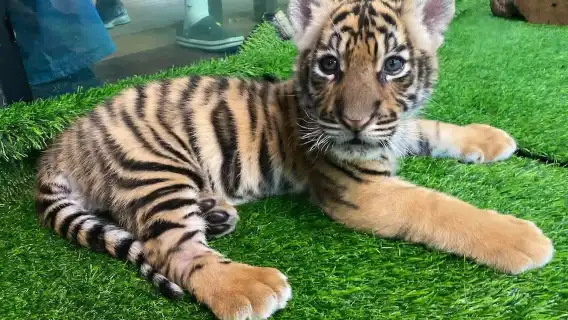 Tiger Kingdom [Pick-up & drop-off at the hotel|Great for families|Close Encounter With Tigers