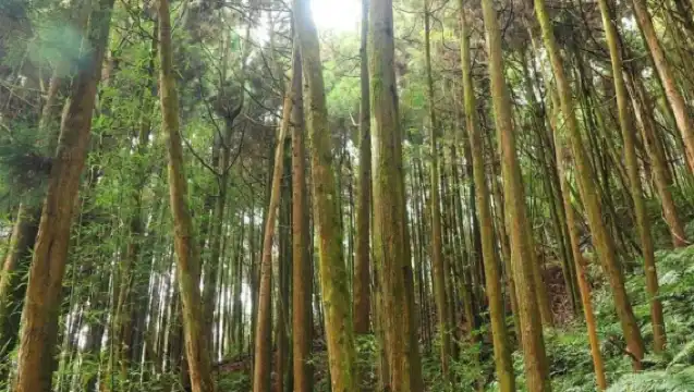 古坑環山林徑步道森呼吸一日遊