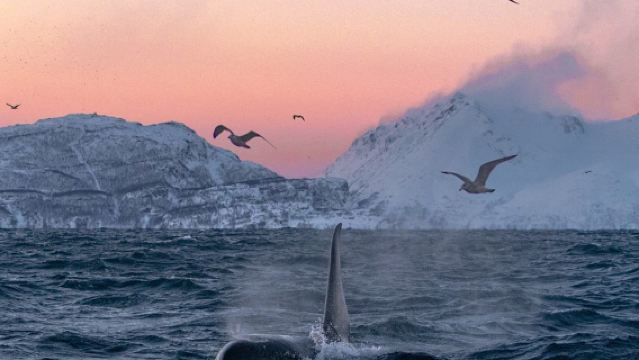 Lawatan Sehari "Dunia Tanpa Masa" Pulau + Kampung Ikan Bersalji Tromso Tanpa Tiket Masuk