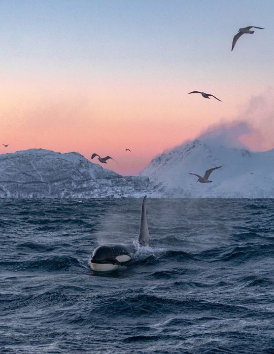 挪威特羅姆瑟「無時間之境」海島 + 冰雪漁村無門票一日遊