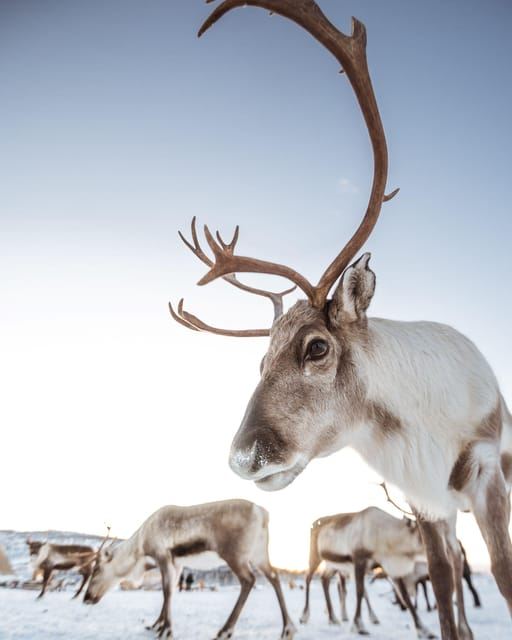 Tromsø: Reindeer Camp and Sami Cultural Tour with Lunch
