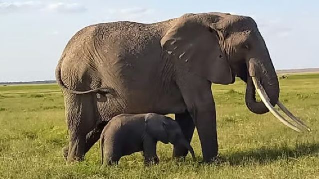 ทัวร์ 1 วัน อุทยานแห่งชาติอัมโบเซลี จากไนโรบี ประเทศเคนยา (รวมหมู่บ้านมาซาย/บริการรับส่ง)