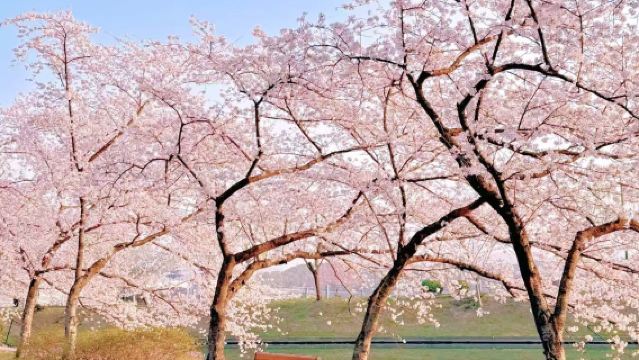 Guiyang Round-Trip: 1-Day Private Charter to Cherry Blossom Garden in Pingba Farm & Qingyan Ancient Town | Customizable Itinerary