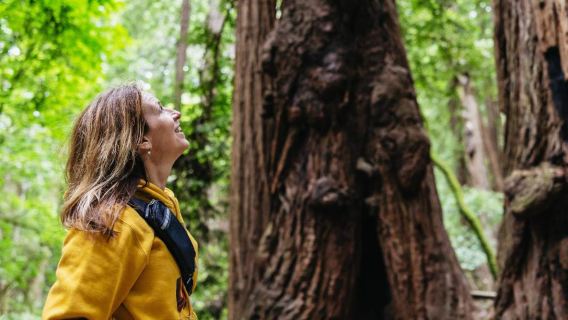 ทัวร์ครึ่งวันซอซาลิโตและป่ามิวร์จากซานฟรานซิสโก สหรัฐอเมริกา (รวมเรือเฟอร์รี่ไปกลับ)