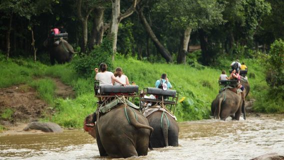 Chiang Mai Mae Taeng Filleri | Filleri besleme/fil binme/fil gösterisi | Çince veya İngilizce rehber rastgele düzenlenir