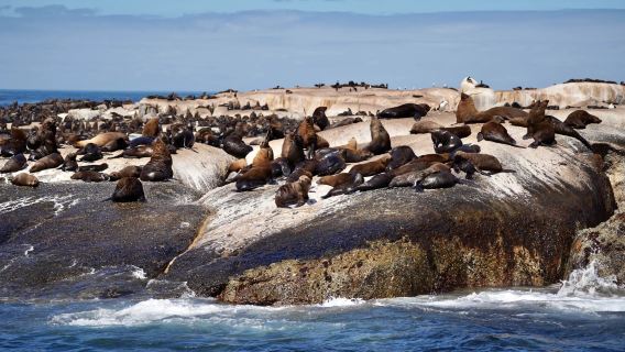 Afrika Selatan Cape Town - Pantai Penguin + Tanjung Harapan + Teluk Hout - Lawatan Sehari Perjalanan Eksklusif (Tidak Termasuk Tiket)