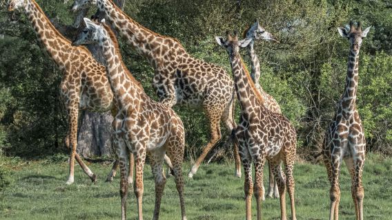 Mikumi National Park 1-Day Safari from Zanzibar with Flight, Lunch & Hotel Transfer