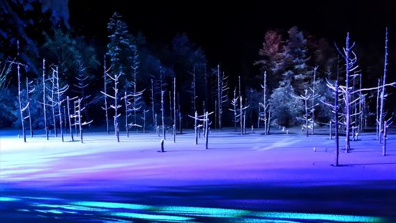 北海道点灯ワンデーツアー丨クリスマスツリーの木+白ひげの滝+白金青い池+ニングルテラス+スノーモービル