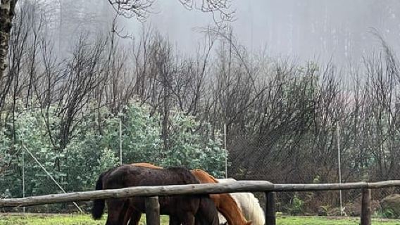 Tenerife: Horseback Riding Experience in the Forest