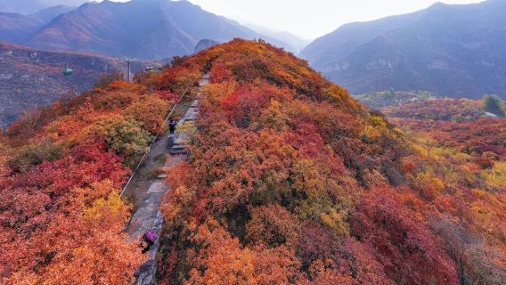 北京坡峰嶺景區賞秋一日遊（秋遊賞紅葉+早出發+導遊服務）