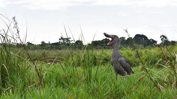 KampalaTours