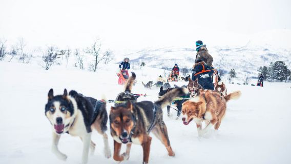 Dog Sledding Experience in Tromso, Norway (ride or drive a sled + optional round-trip from Tromso meeting point or self-drive to the camp)