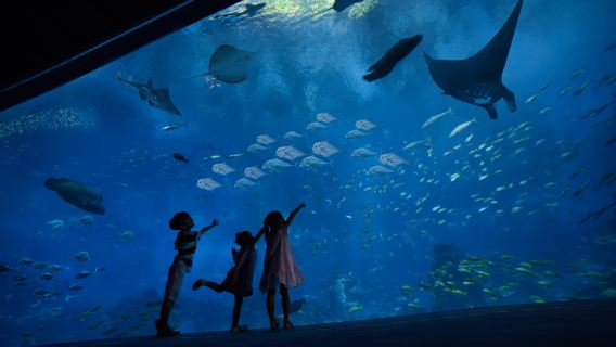 新加坡水上探險樂園+海洋館一日遊【市區來回接駁+門票全含】