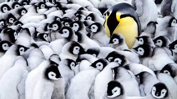 ทัวร์ 1 วัน ฮอกไกโด ญี่ปุ่น: สวนสัตว์อาซาฮิยามะ + ต้นไม้ดังแห่งบิเอะ + บ่อน้ําสีฟ้าชิโรกาเน + ทุ่งดอกไม้ชิกิซайโนะโอกะ