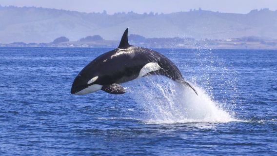 Salix Sea|Half-day Whale Watching Tour