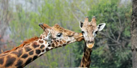 【包車團】西安秦嶺野生動物園一日遊【親子獨立包團包車團】