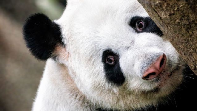 ทัวร์ฐานวิจัยการเพาะเลี้ยงหมีแพนด้ายักษ์เฉิงตู 1 วัน