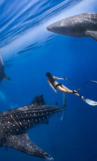 1-day Oslob Whale Shark Watching Tour from Bohol / Optional Chinese or English Guide / Optional Lunch