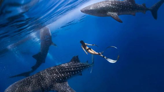 Excursion d'une journée à OSLOB pour observer les requins-baleines au départ de Bohol avec déjeuner et plongée en apnée/plongée sous-marine