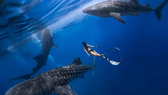 Excursion d'une journée à OSLOB pour observer les requins-baleines au départ de Bohol avec déjeuner et plongée en apnée/plongée sous-marine
