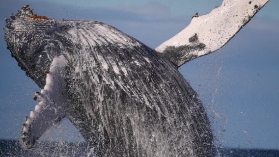 Australia Tourism Sydney Whale Watching Cruise Small Black Boat Speedboating White Gray Circular Quay Lover Darling Harbour