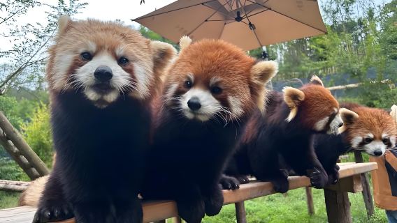 Chengdu's Must-See Tour: Panda Valley and Dujiangyan Day Tour (Optional Group Tour)