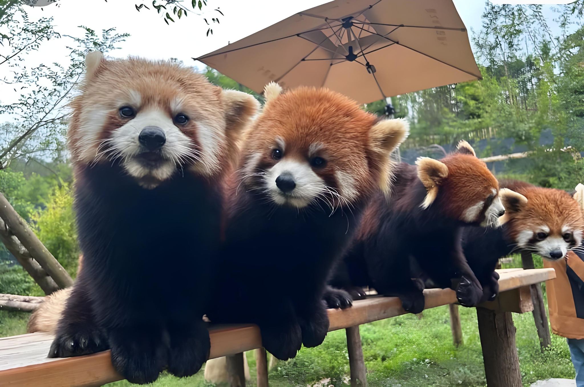 ทริปที่ห้ามพลาดในเฉิงตู: หุบเขาแพนด้า + ทริปเที่ยวหนึ่งวันกับตู้เจียงหยาน (มีทัวร์แบบกลุ่มให้เลือก)