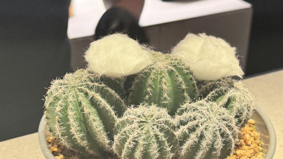 Tischreservierung im Restaurant Angle Barcelona in Barcelona, Spanien