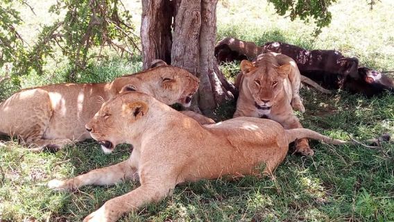 Ol Pejeta Conservancy Full Day Tour From Nairobi