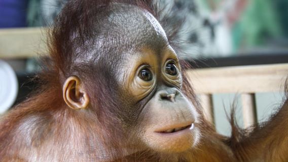 From Medan: Mount Leuser National Park Full-Day Trip