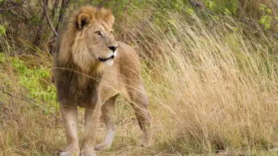 ทัวร์เต็มวันเขตรักษาพันธุ์สัตว์ป่าทาลาจากเดอร์บัน