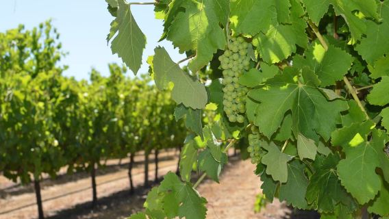 Half day Wine and Sights Discovery Tour Busselton