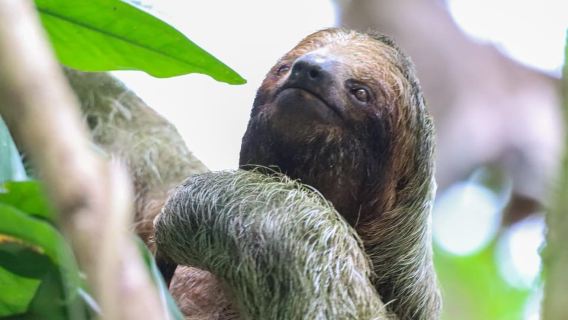 Il miglior tour dei bradipi di Arenal: un'esperienza unica con la fauna selvatica
