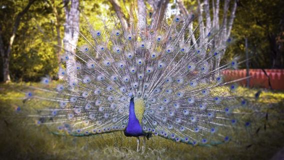 Zanzibar: Memorable Prison Island Tour with Beach Time