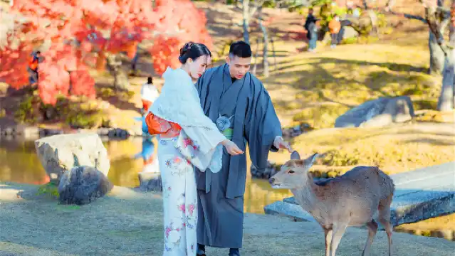 교토 + 나라 귀여운 사슴 만나기 클래식 파노라마 일일 투어[9인 소규모 그룹 호텔 픽업으로 업그레이드 가능]