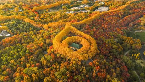 南京總統府+明孝陵+美齡宮梧桐道+中山陵景區+音樂台+夫子廟