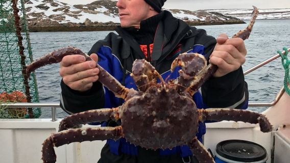 Captura de cangrejo real noruego|De diciembre a abril del año siguiente, paseos en trineo en invierno|Kirkenes ida y vuelta