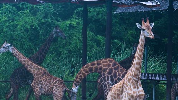 [여름 특가 상품|무료 음료|스페셜카 투어] 방콕 사파리 월드 일일 투어