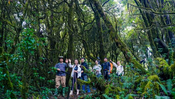 下車直達毛毛球原始森林丨多人立減丨高黎貢山3-9公里秘境徒步