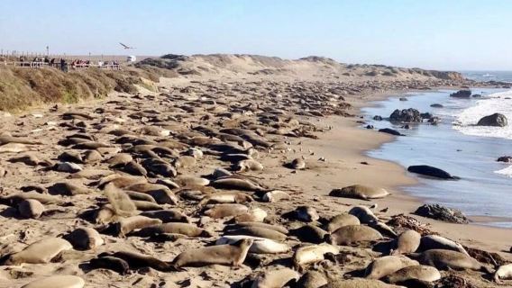 美國洛杉磯-丹麥村-蒙特雷-1號公路-舊金山-包車-精選