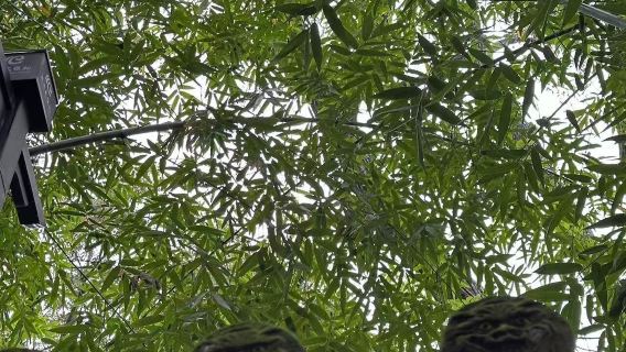 成都熊貓基地+武侯祠+寬窄巷子+杜甫草堂包車一日遊