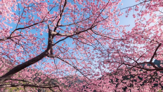 Lawatan Sehari ke Izu untuk Menikmati Bunga Sakura Awal Kawazu dan Memetik Strawberry (Berlepas dari Tokyo) dengan Pemandu Berbahasa Cina dan Perkhidmatan Jemputan