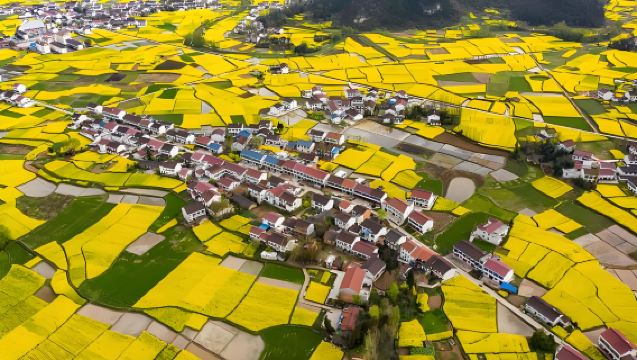 6人團-漢中油菜花+寧強漢水源森林公園
