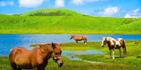 日本九州宮崎高千穗峽谷+熊本阿蘇火山+草千里一日遊丨福岡來回