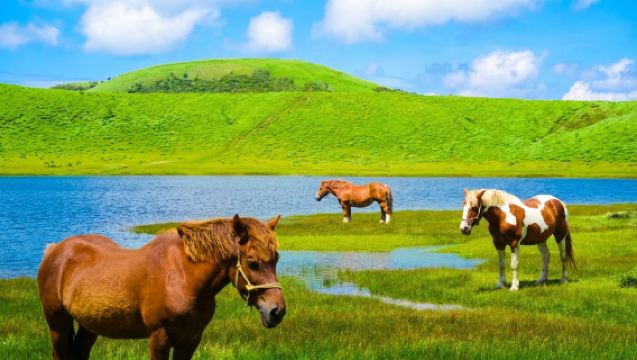 1-day tour to Takachiho Gorge in Miyazaki, Kyushu + Aso Volcano in Kumamoto + Kusasenri | Round-trip from Fukuoka