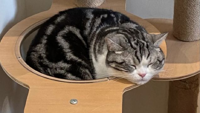 Drink A Friday Cat Café | Popolare caffè dei gatti a Chengdu, vicino a Kuanzhai Alley