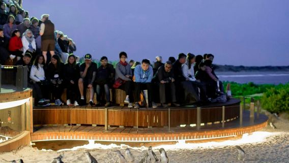 Phillip Island Nature Parks: Penguin Parade Ticket
