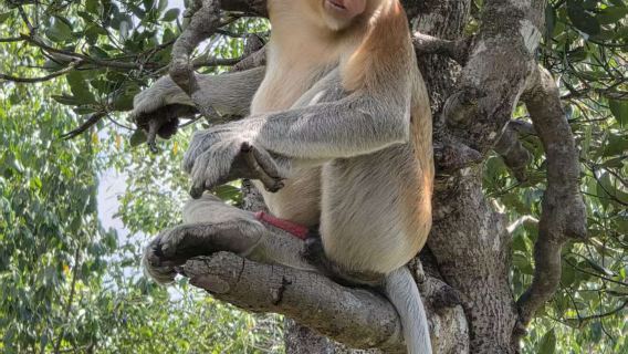 Lawatan sehari di Hutan Bakau Semporna dengan pengangkutan dari hotel di bandar untuk melihat buaya, mencari monyet proboscis dan kunang-kunang